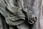 Equus