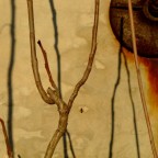 immobilit illusoria