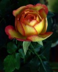 rosellina