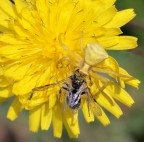 agguato in giallo