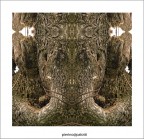 proboscidati