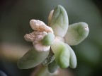 flower 5