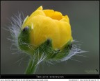 Giallo... dolce!