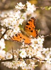 sui fiori di melo (credo)...