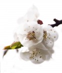 Un fiore puro