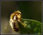 1macro su un ape!