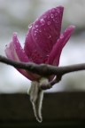 Fiori 2
