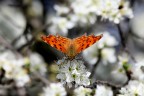 primo approccio alla macrofotografia...