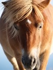pony