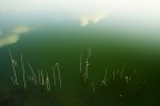 Canne Palustri e riflessi di cielo