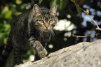 Miao felix