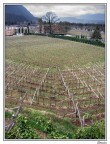 Filari...
