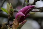 Fiori 5