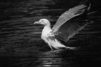 Gabbiano BW