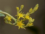 Vi confesso che non sono mai riuscito ad avere foto migliori da questo fiore. Personalmente lo trovo difficile.
f 16  1/8  Iso 200  ob. 180  -2/3 EV  staratura flash -1 1/3  scatto remoto  cavalletto.