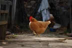 Gallina dei miei nonni..... LA BIUNDA
