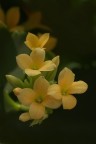 Kalanchoe