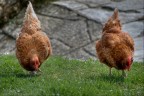 Galline dei nonni, li trovo animali molto simpatici!