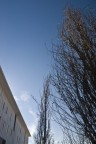 Alberi 01