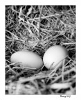 Buona pasqua!