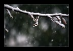 Neve di Primavera
