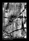 Scansione da dia ed elaborazione bianco e nero