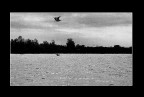 Un giorno uggioso al delta del Po