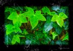 Edergreen...