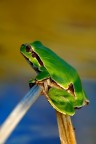 Raganella verde