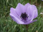fiore di campo