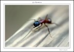 Una formica aggressiva, le dava fastidio anche essere fotografata!