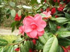 Il mio giardino