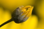 Eos 20D + Sigma 150
ISO 100
F/9
1/250sec
Flash EX 430
Mano libera
