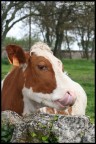 Quando una mucca s'innamora del fotografo...