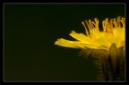 Naturally yellow