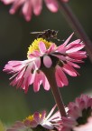 adoro quelle rosa!