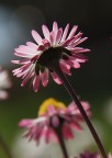 prato rosa