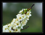fiori susino