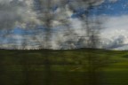 alberi in viaggio