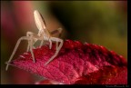 "The itsy-bitsy spider crawled up the water spout; down came the rain and washed the spider out."

"Otto zampe, due pinze e un brutto carattere."

-Arachnophobia-