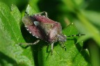 cimice