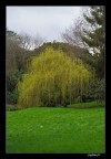 ancora blarney...un bellissimo salice immerso nel verde del meraviglioso parco...in tutte le sue "lacrime"

A voi la parola