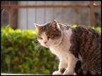 ISO100 - 1/80 - F3.7 - Exp 0.0
Nessun pw, solo ridimensionamento con photoshop