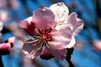 Fiore di pesco