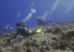 maldive - a bandiera
