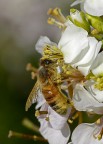 Impollinazione