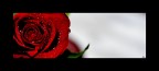 Red rose