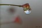 Riflessi