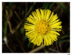 Tussilago Farfara