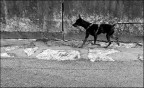 Ad altezza cane... Ad altezza cane...